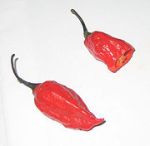Hottest Chili Pepper in the World